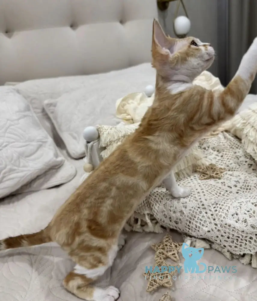 Ana Devon Rex female red bicolour live animals