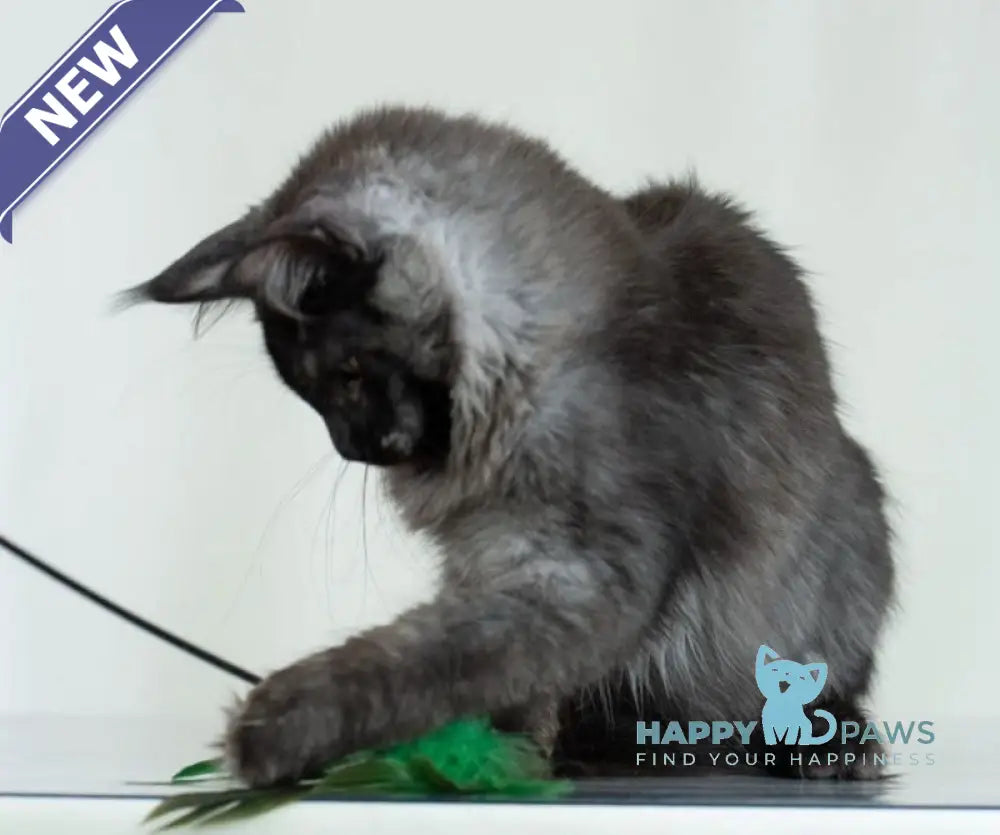 Anabel Maine Coon female black smoke live animals