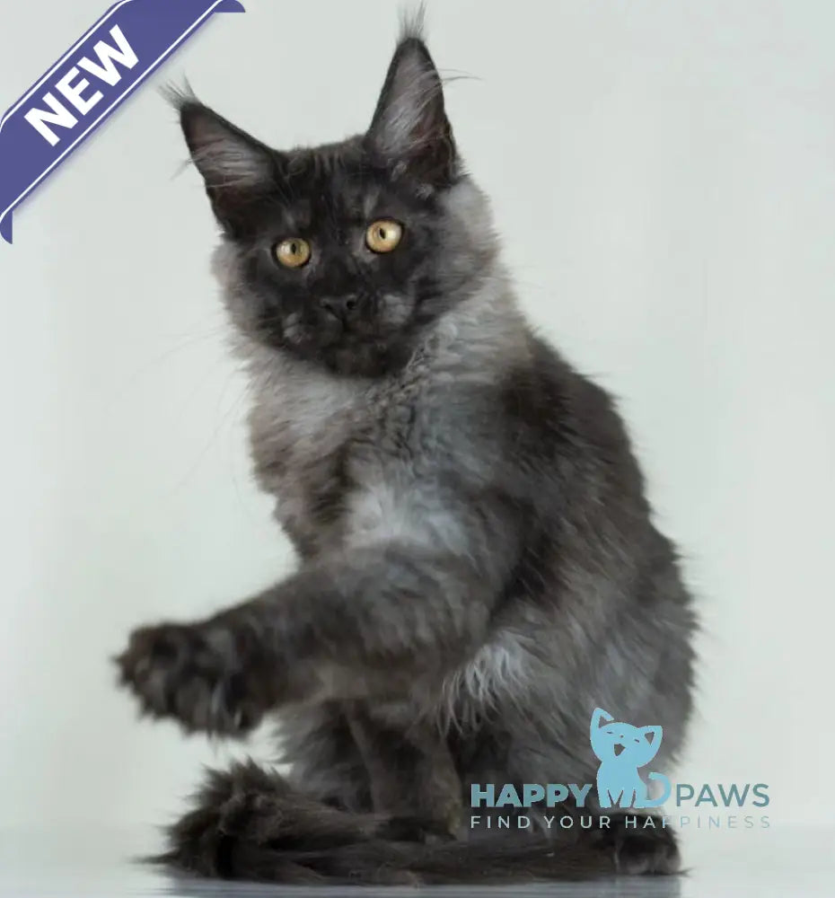 Anabel Maine Coon female black smoke live animals
