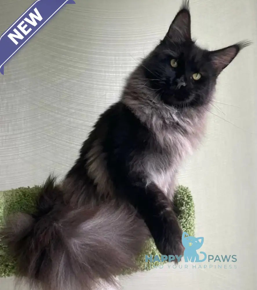 Anabel Maine Coon female black smoke live animals