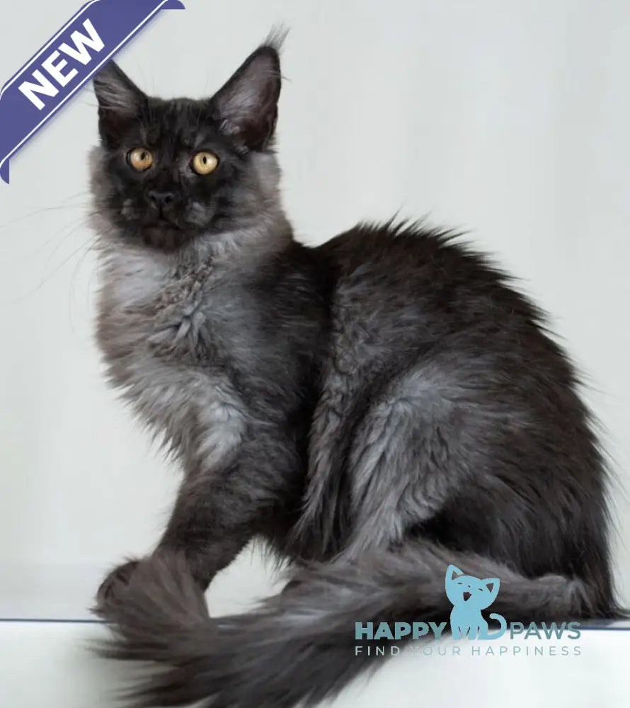 Anabel Maine Coon female black smoke live animals