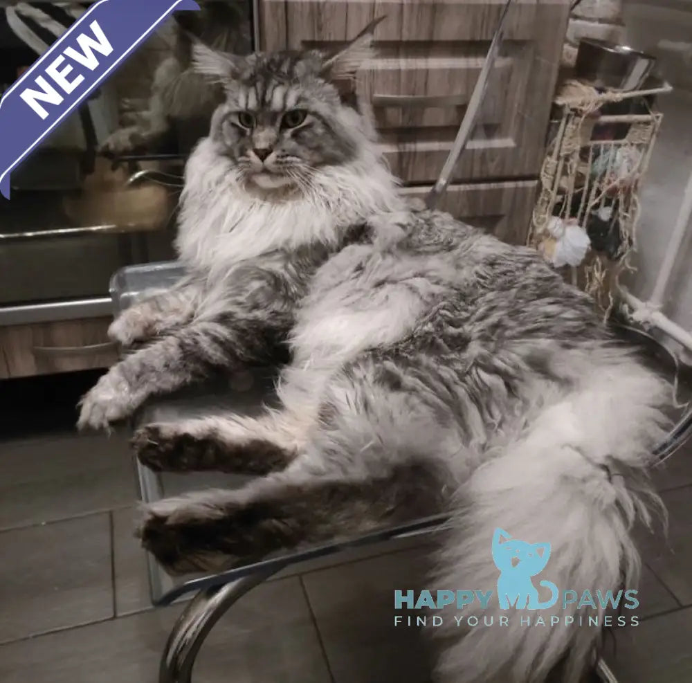 Anabel Maine Coon female black smoke live animals
