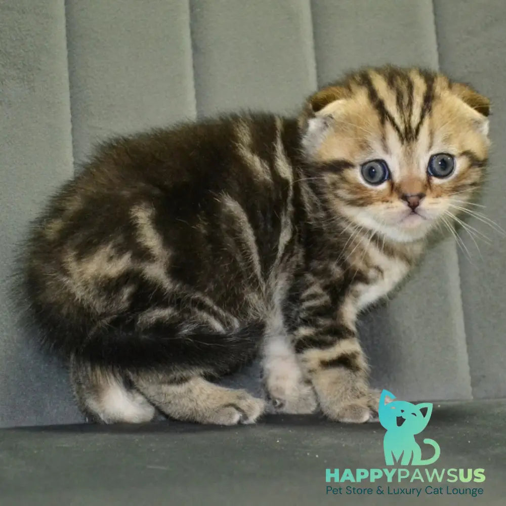 Anabel Scottish Fold male black tabby - live animals