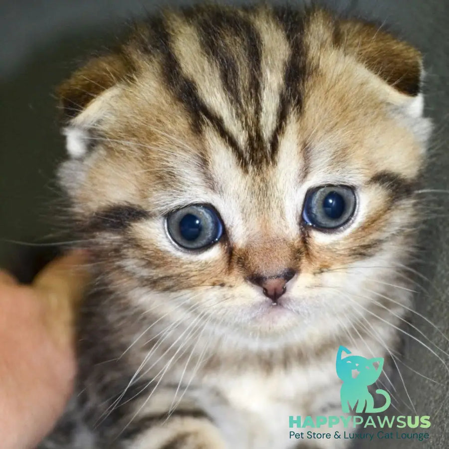 Anabel Scottish Fold male black tabby - live animals