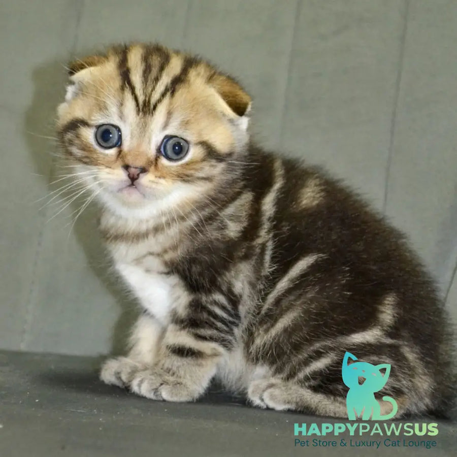 Anabel Scottish Fold male black tabby - live animals