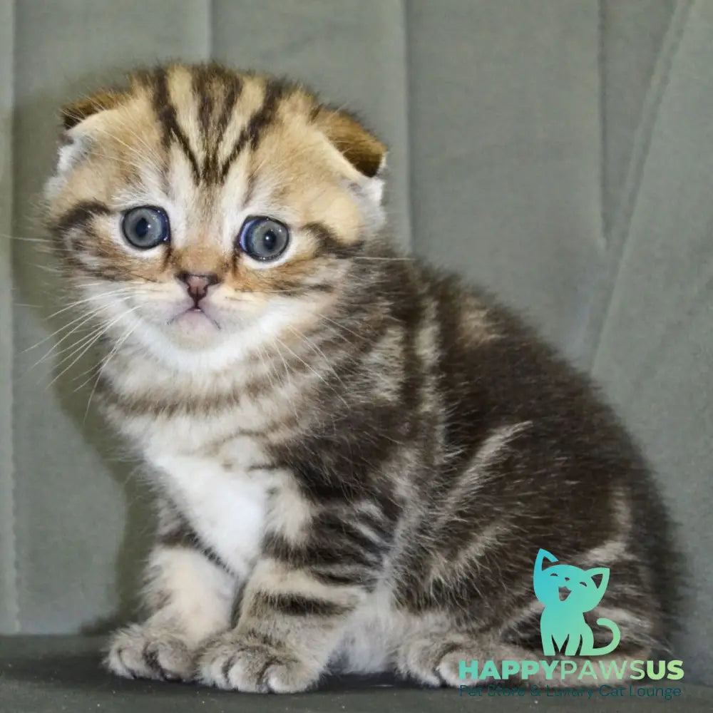 Anabel Scottish Fold male black tabby - live animals