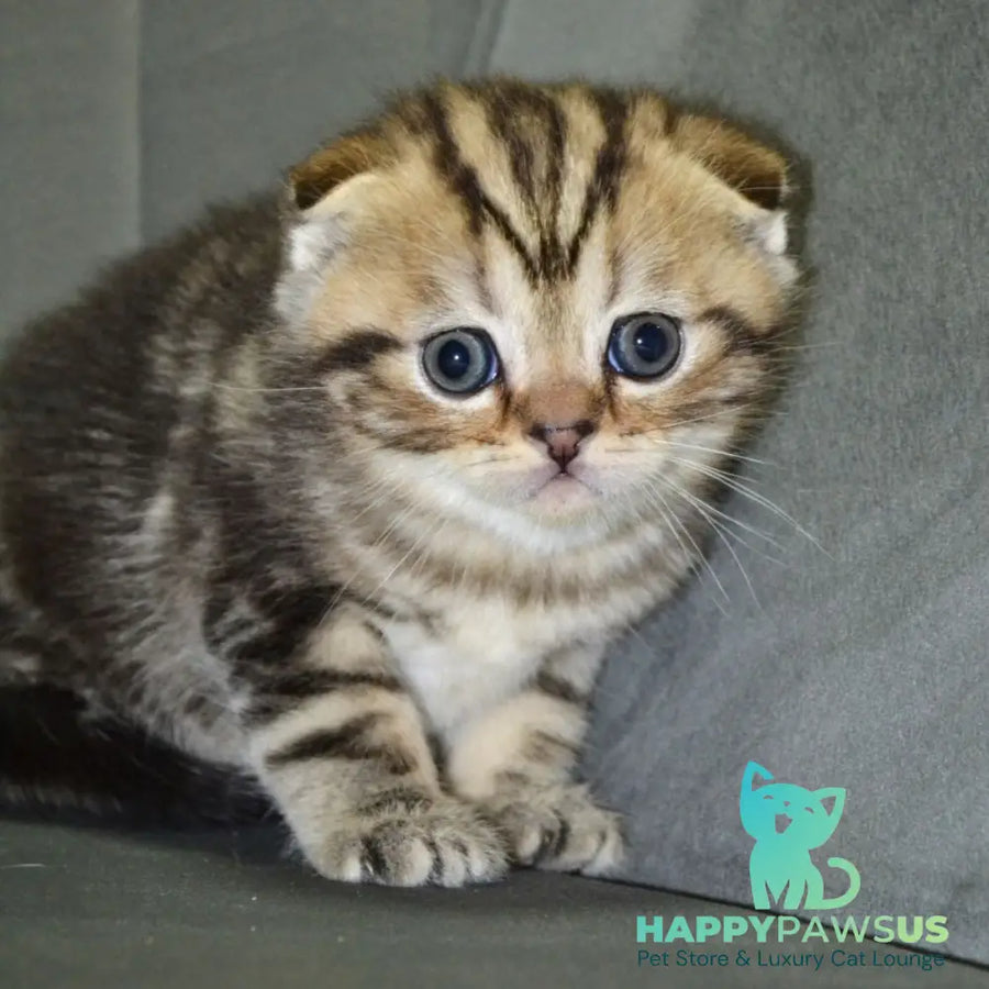 Anabel Scottish Fold male black tabby - live animals