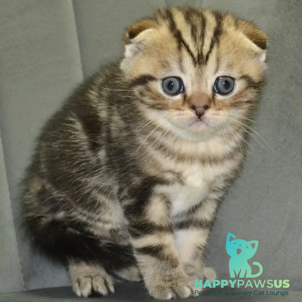 Anabel Scottish Fold male black tabby - live animals