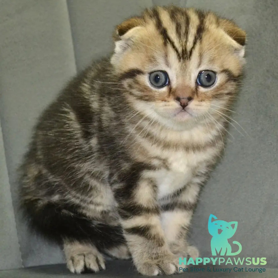 Anabel Scottish Fold male black tabby - live animals