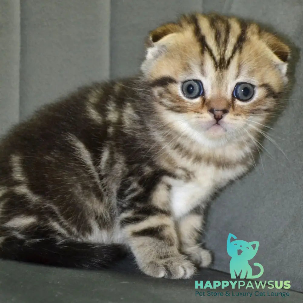 Anabel Scottish Fold male black tabby - live animals