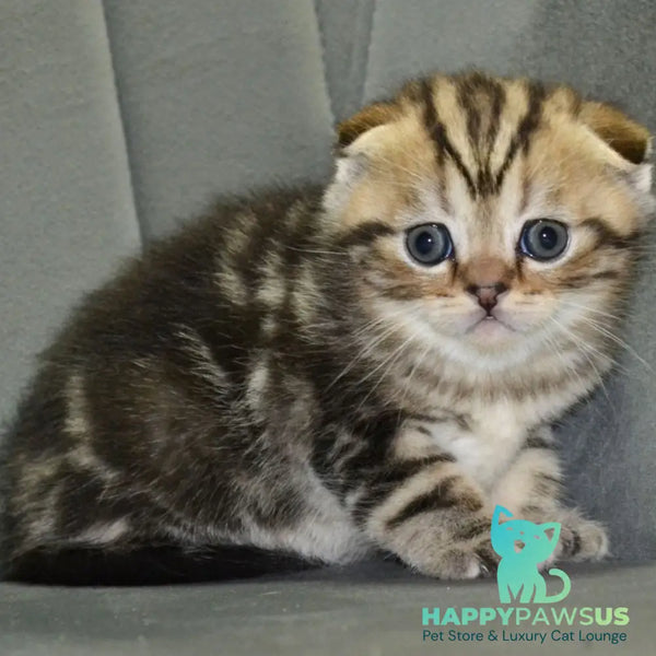 Anabel Scottish Fold male black tabby - live animals