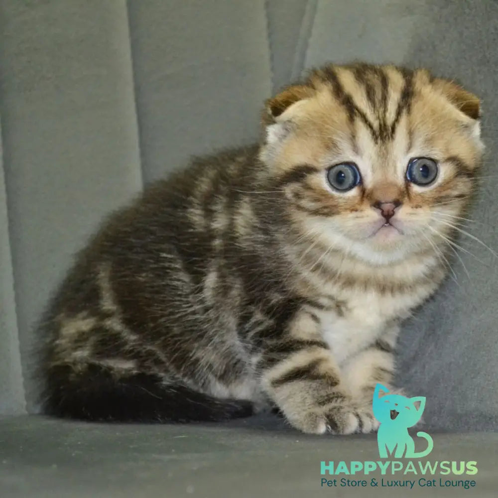 Anabel Scottish Fold male black tabby - live animals