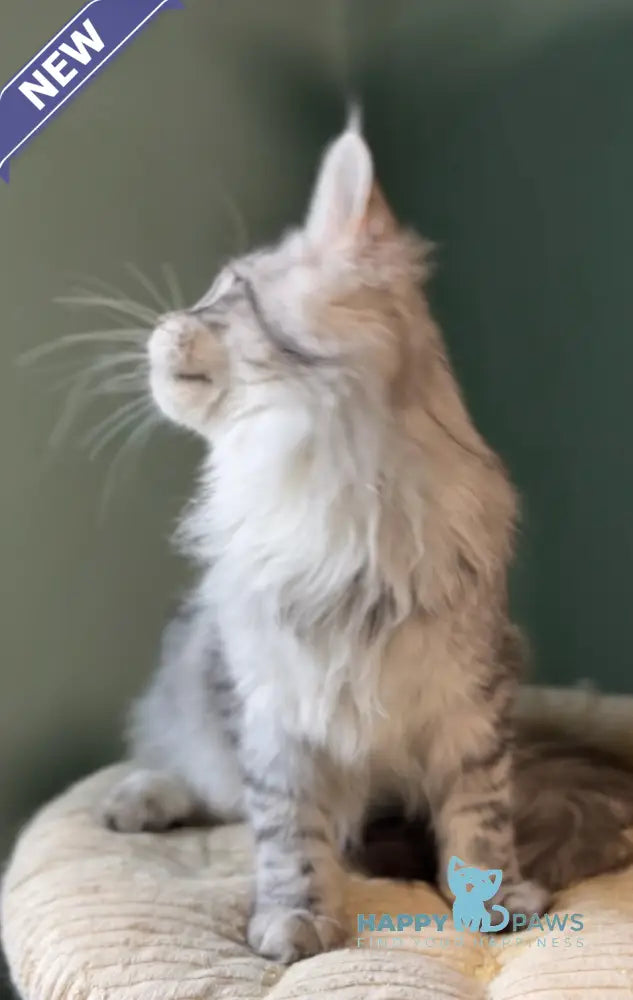 Anais Maine Coon female black silver spotted tabby live animals