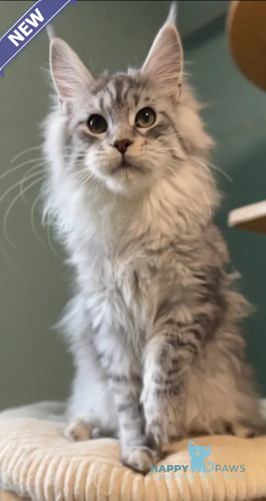 Anais Maine Coon female black silver spotted tabby live animals