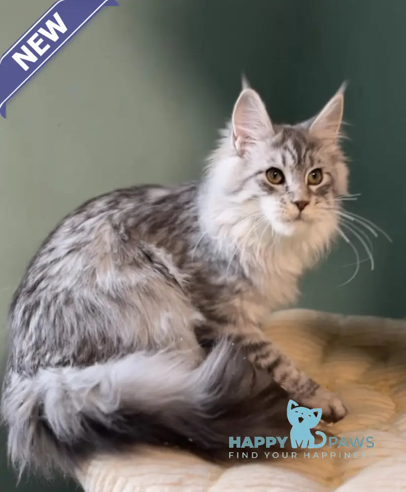 Anais Maine Coon female black silver spotted tabby live animals