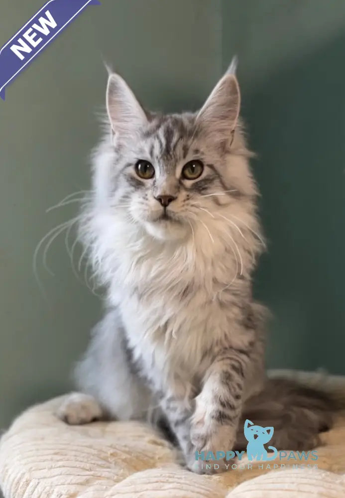 Anais Maine Coon female black silver spotted tabby live animals