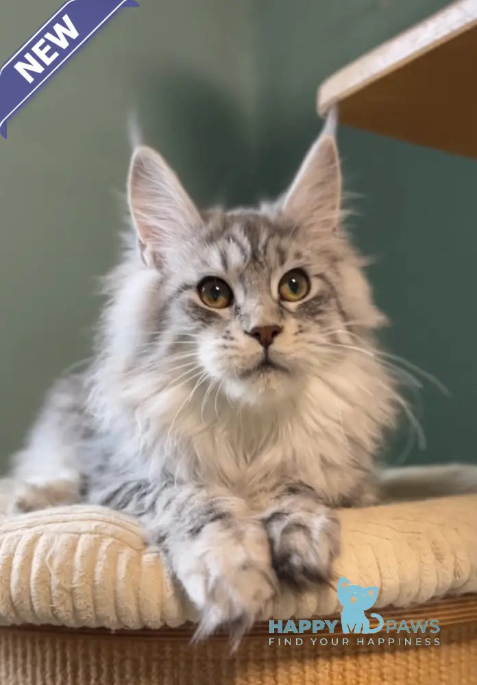 Anais Maine Coon female black silver spotted tabby live animals