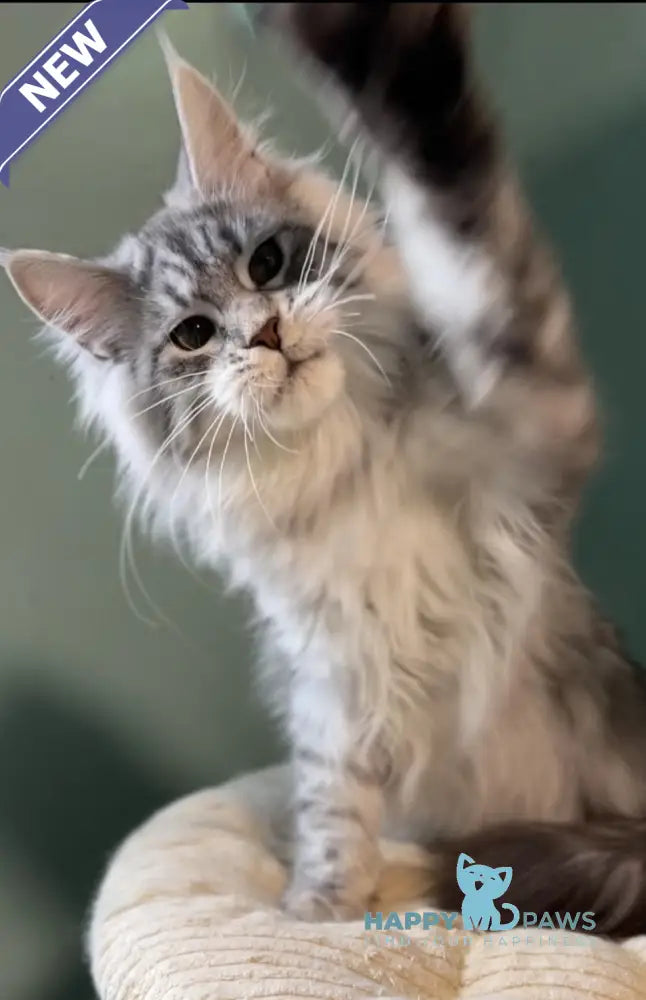 Anais Maine Coon female black silver spotted tabby live animals