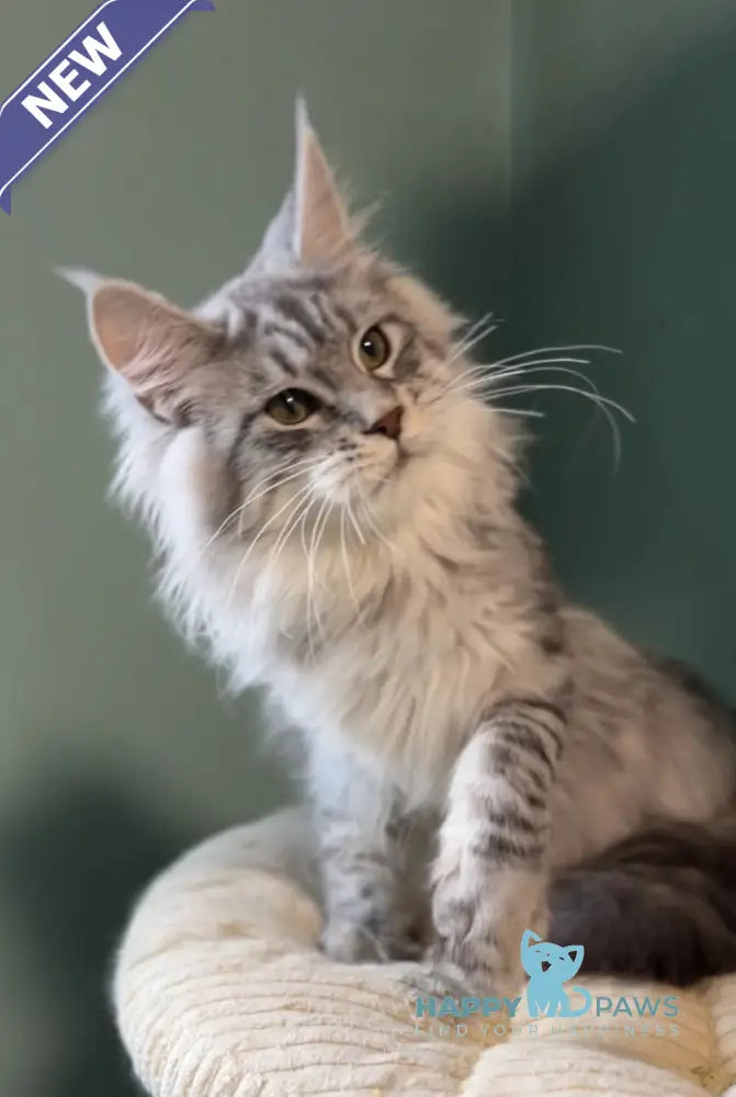 Anais Maine Coon female black silver spotted tabby live animals