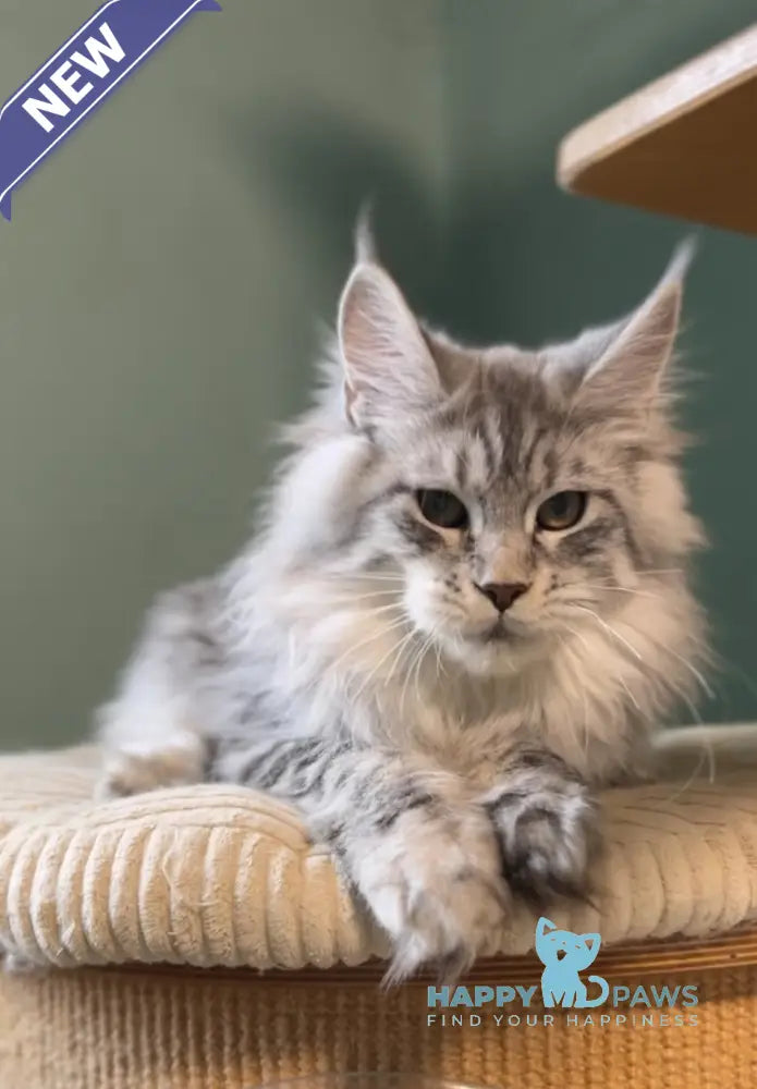 Anais Maine Coon female black silver spotted tabby live animals