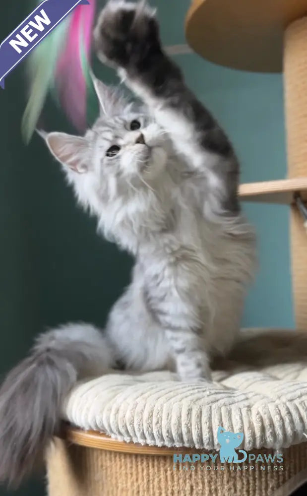 Anais Maine Coon female black silver spotted tabby live animals