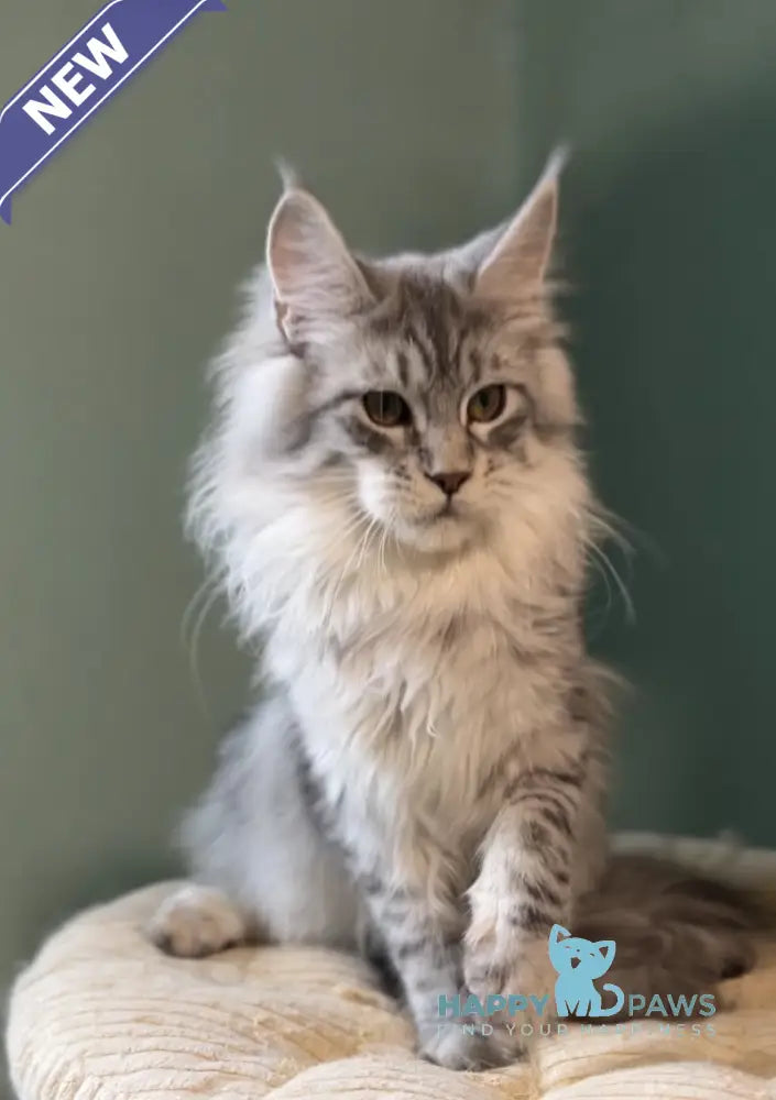 Anais Maine Coon female black silver spotted tabby live animals