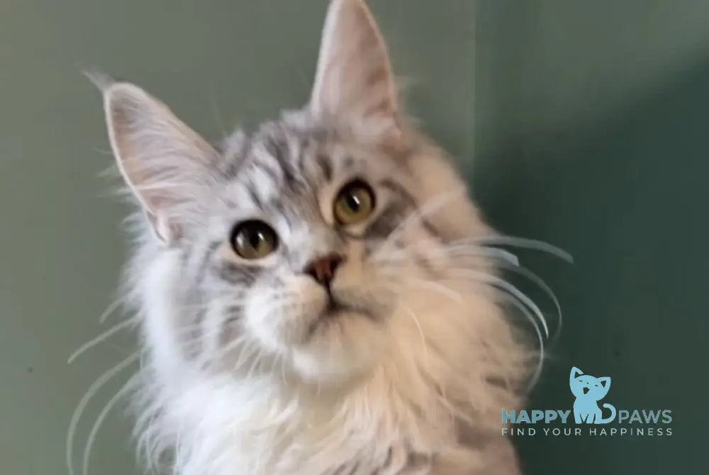 Anais Maine Coon female black silver spotted tabby live animals