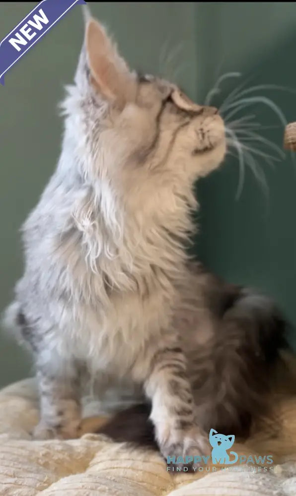 Anais Maine Coon female black silver spotted tabby live animals