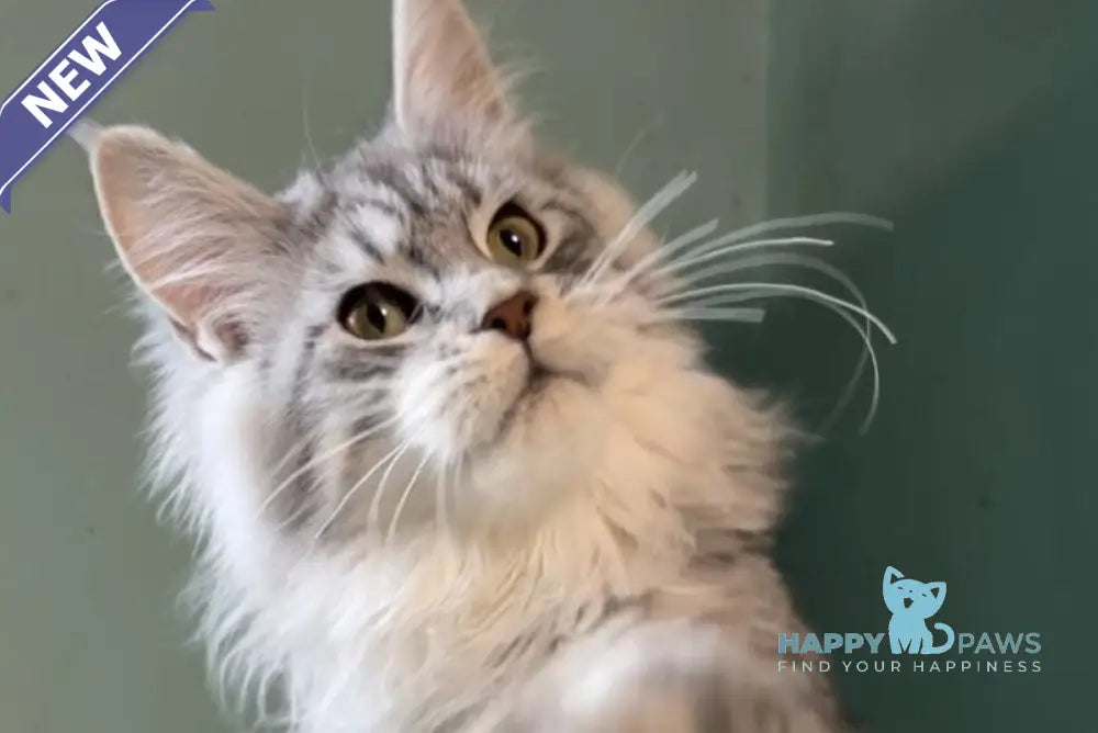 Anais Maine Coon female black silver spotted tabby live animals