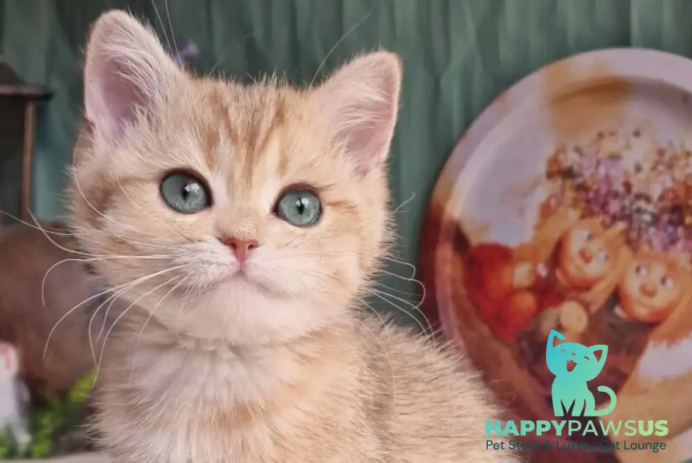 Anastasia British Shorthair female black golden spotted tabby - live animals