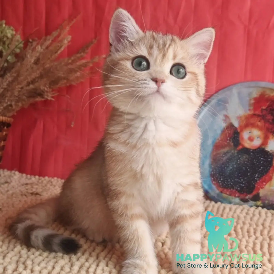 Anastasia British Shorthair female black golden spotted tabby - live animals