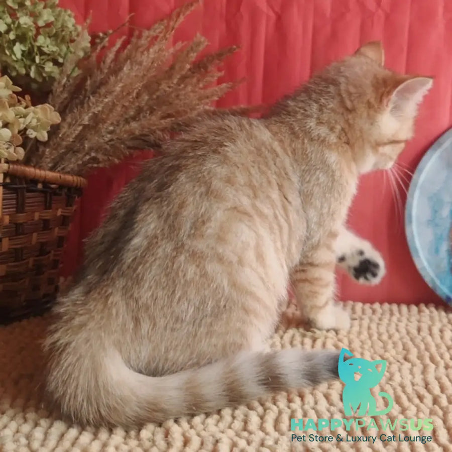 Anastasia British Shorthair female black golden spotted tabby - live animals