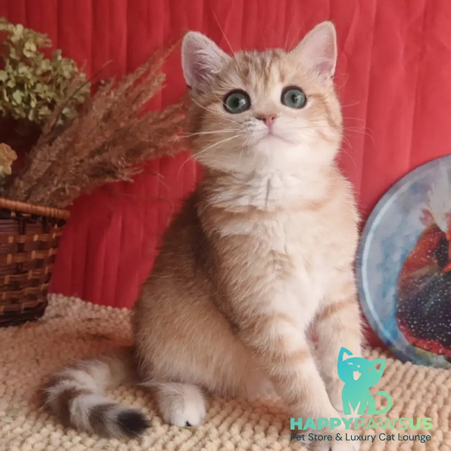 Anastasia British Shorthair female black golden spotted tabby - live animals