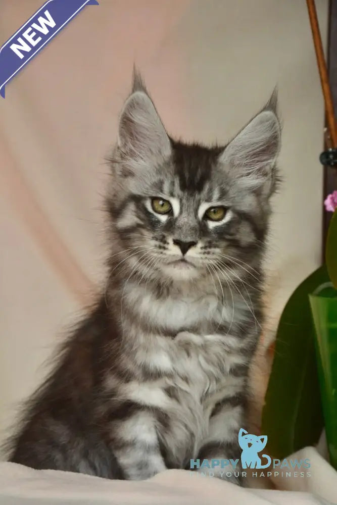 Andreas Maine Coon male black silver tabby live animals
