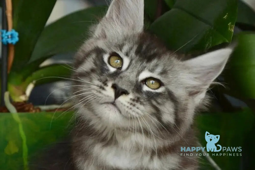 Andreas Maine Coon male black silver tabby live animals