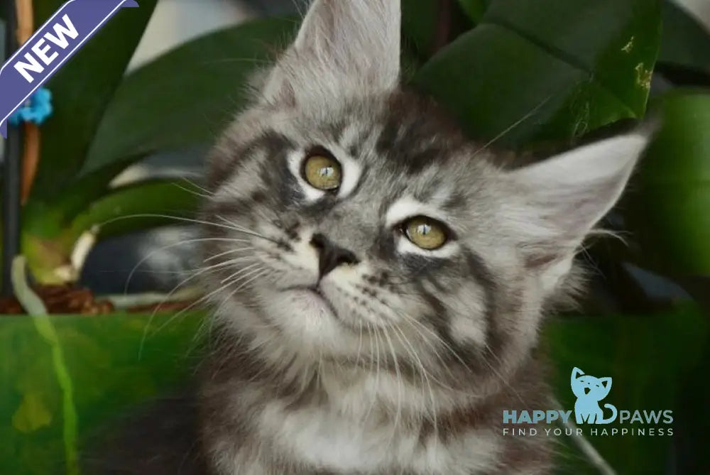 Andreas Maine Coon male black silver tabby live animals