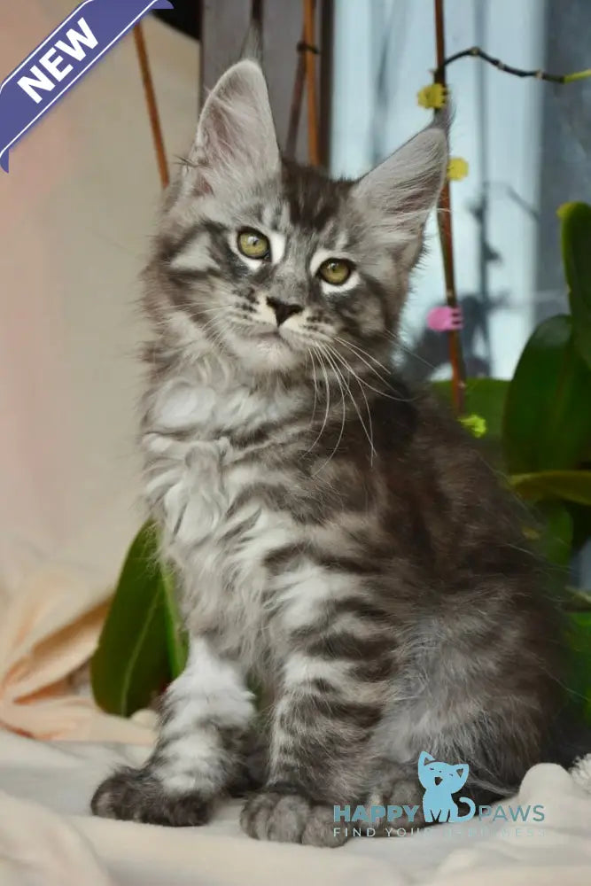 Andreas Maine Coon male black silver tabby live animals