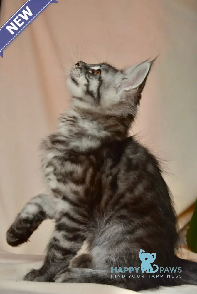 Andreas Maine Coon male black silver tabby live animals