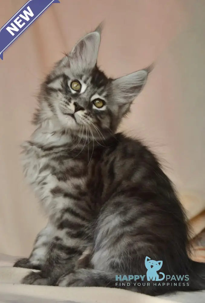 Andreas Maine Coon male black silver tabby live animals