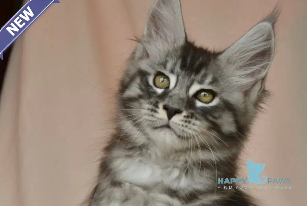 Andreas Maine Coon male black silver tabby live animals