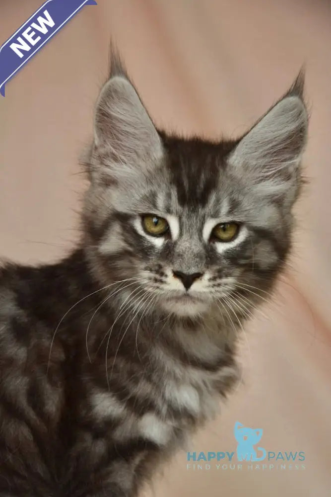 Andreas Maine Coon male black silver tabby live animals