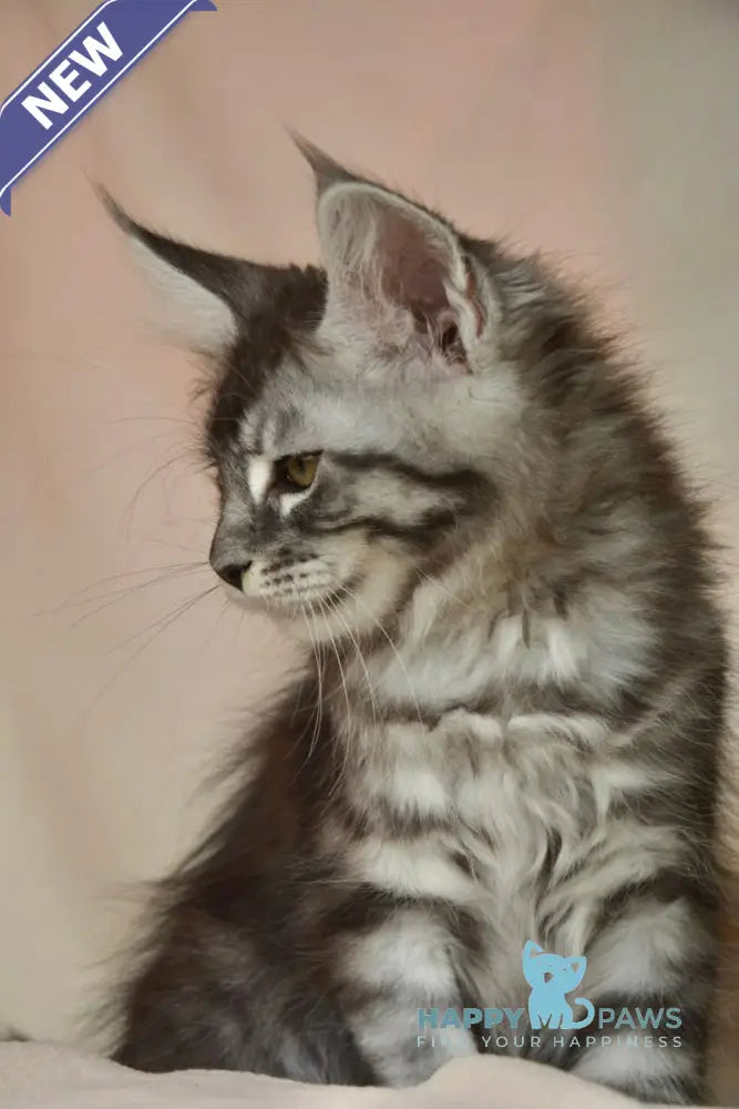 Andreas Maine Coon male black silver tabby live animals