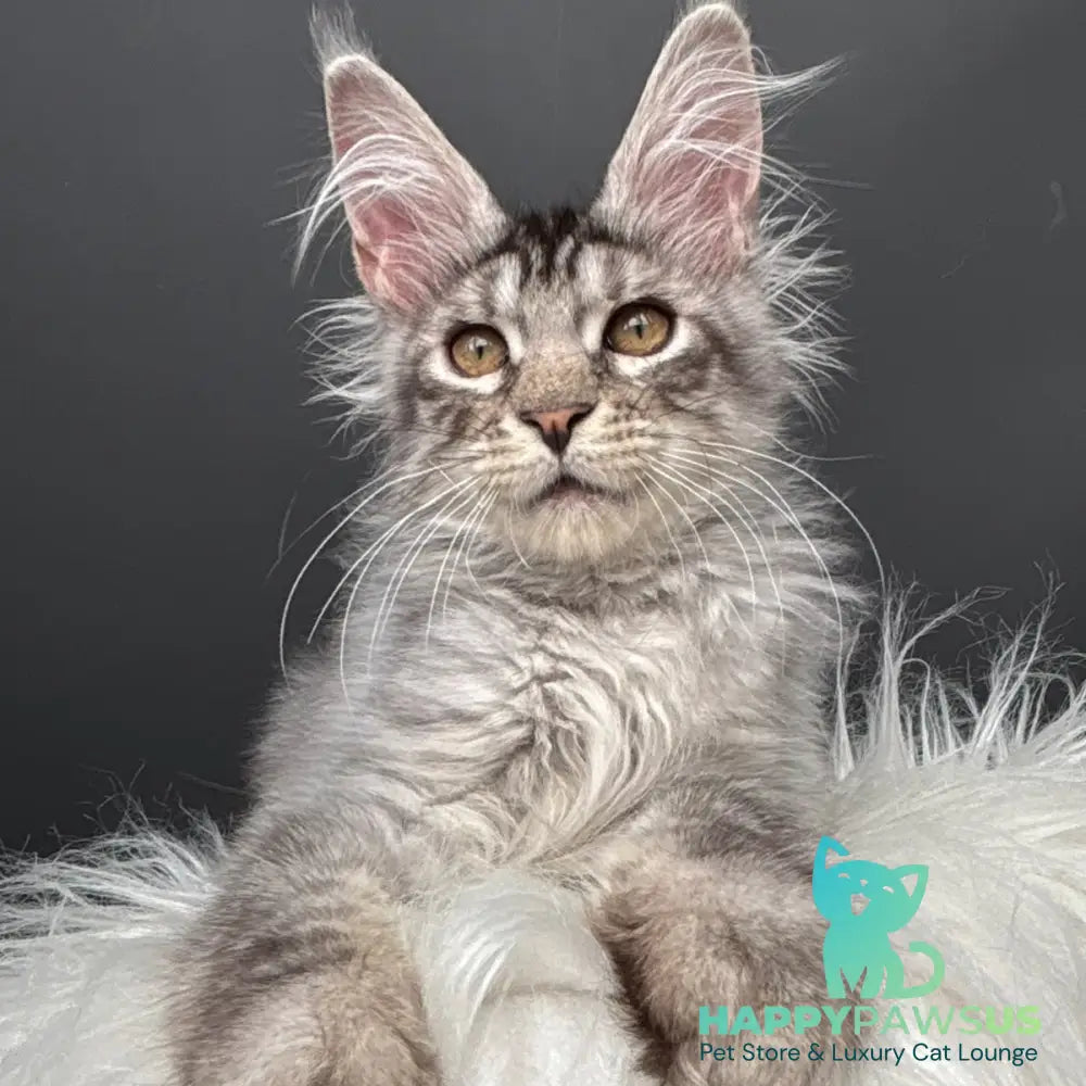 Andrian Maine Coon male black silver spotted tabby - live animals
