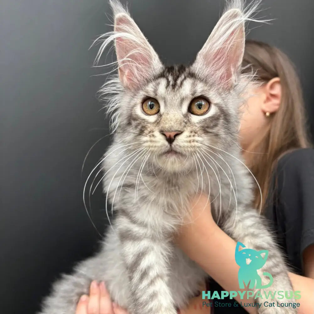 Andrian Maine Coon male black silver spotted tabby - live animals