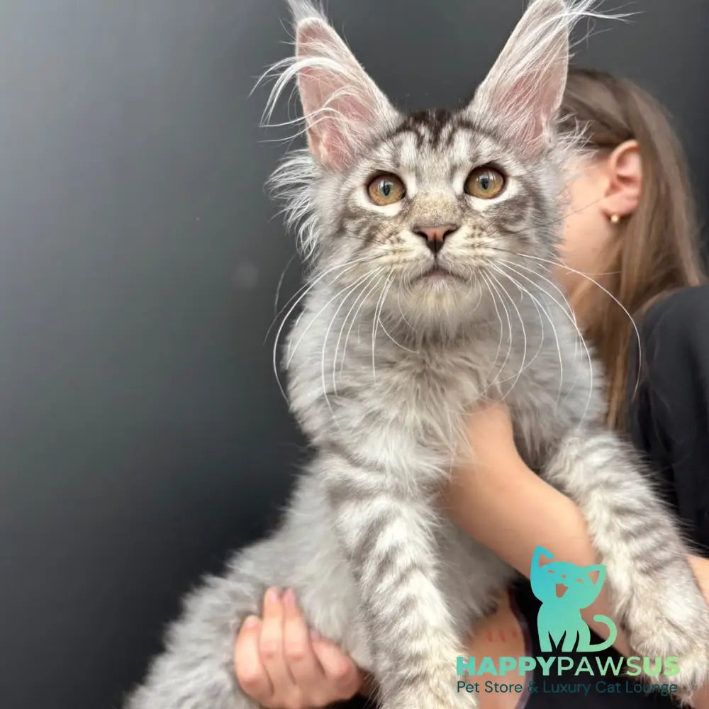 Andrian Maine Coon male black silver spotted tabby - live animals