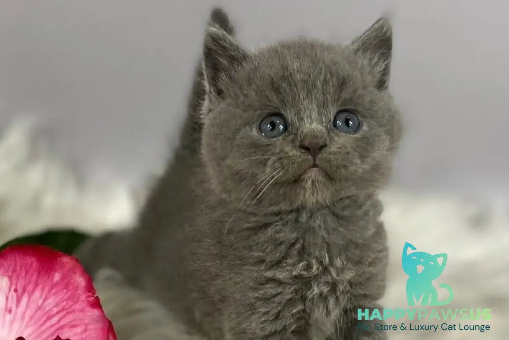 Andy British Shorthair male blue - live animals