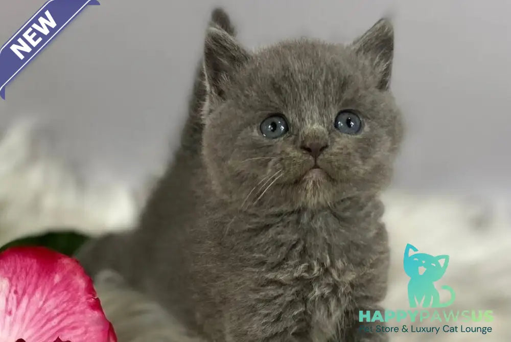 Andy British Shorthair male blue - live animals