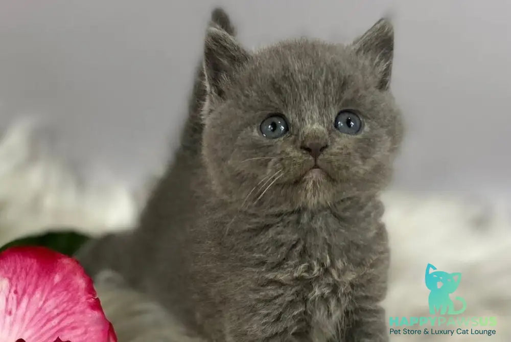 Andy British Shorthair male blue - live animals