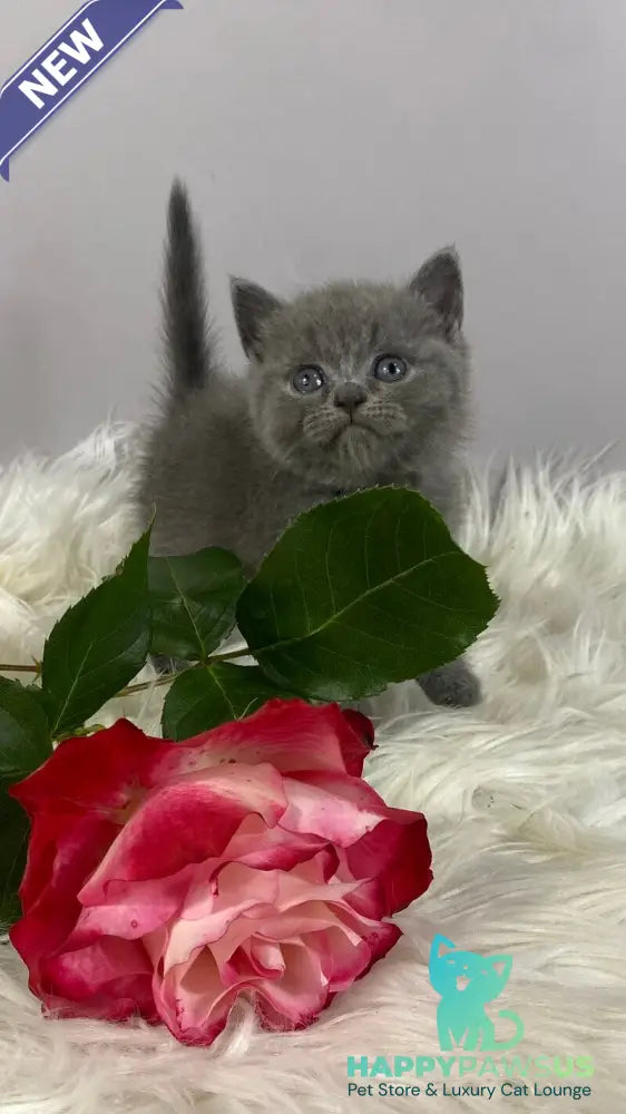 Andy British Shorthair male blue - live animals