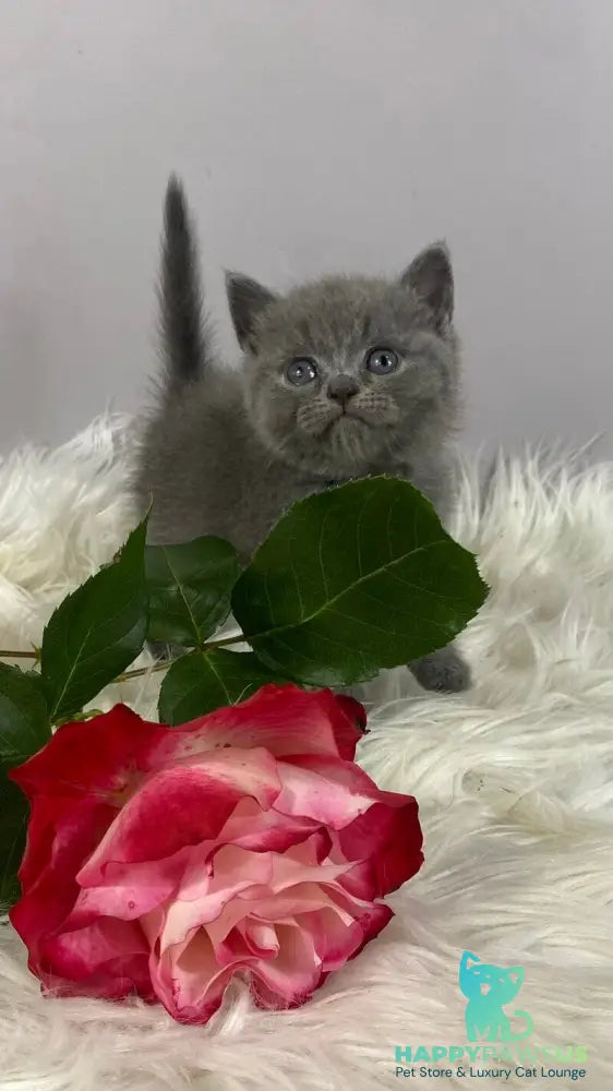 Andy British Shorthair male blue - live animals